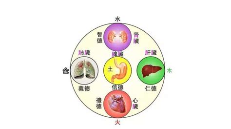 器官五行